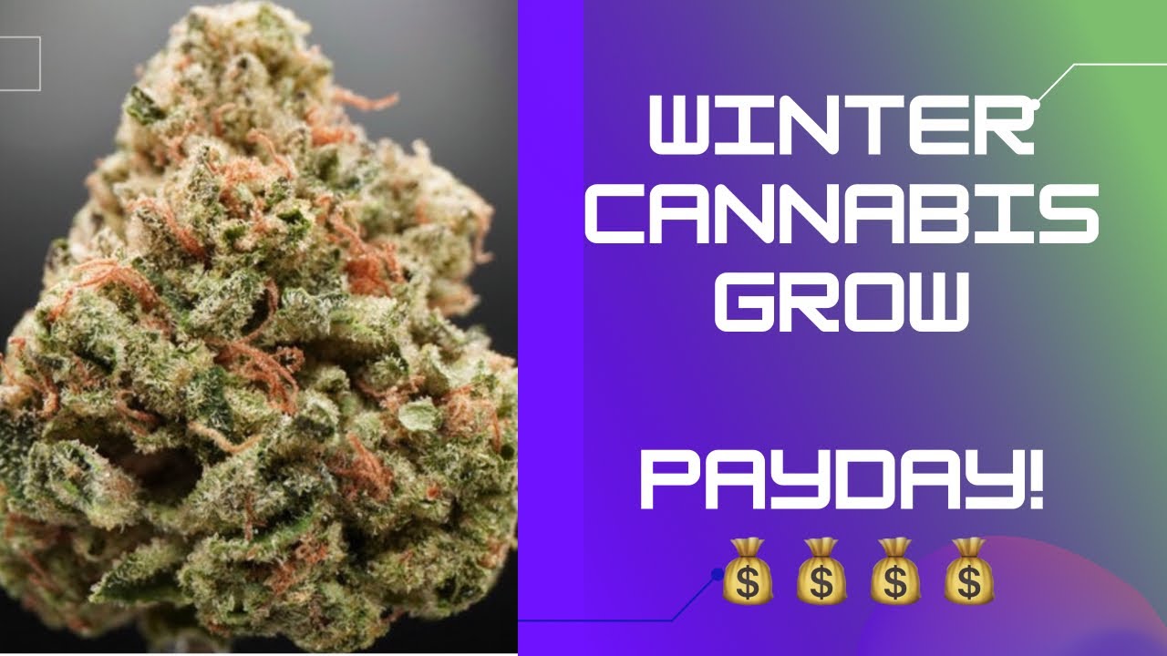 How much I made growing cannabis