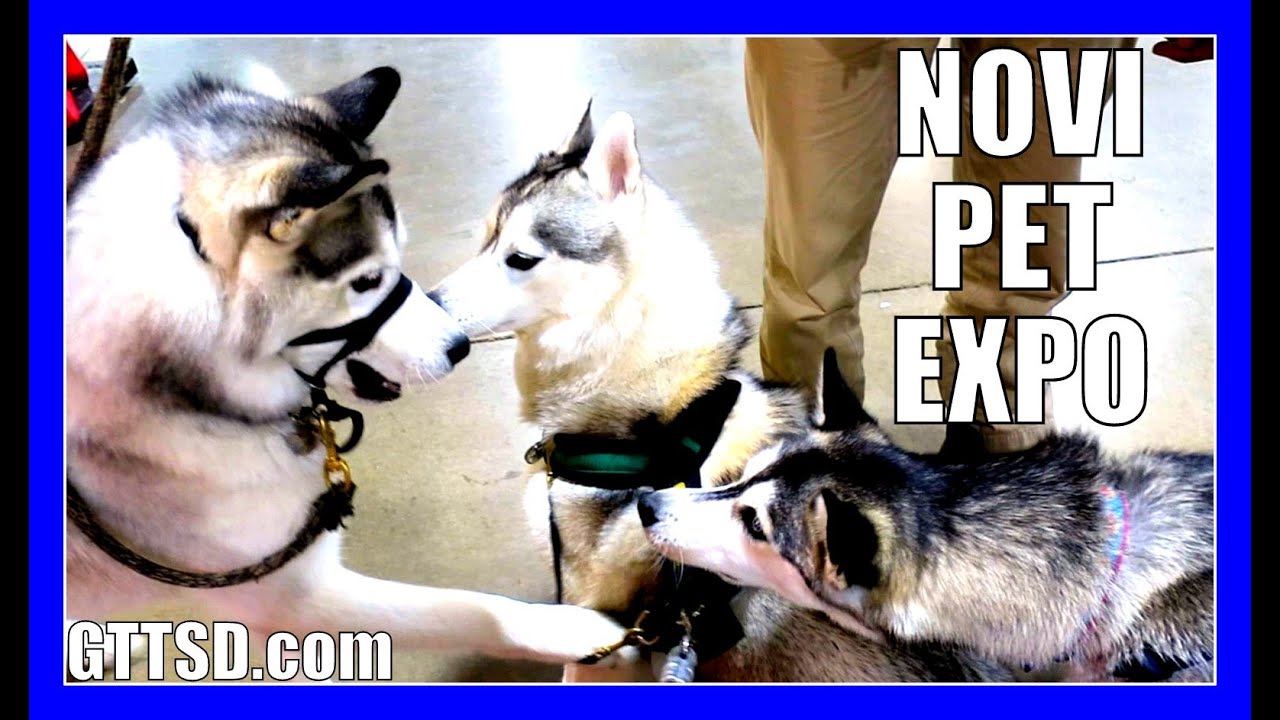 HUSKIES MEET OTHER HUSKIES | Novi Pet Expo | Snow Dogs Vlogs Special