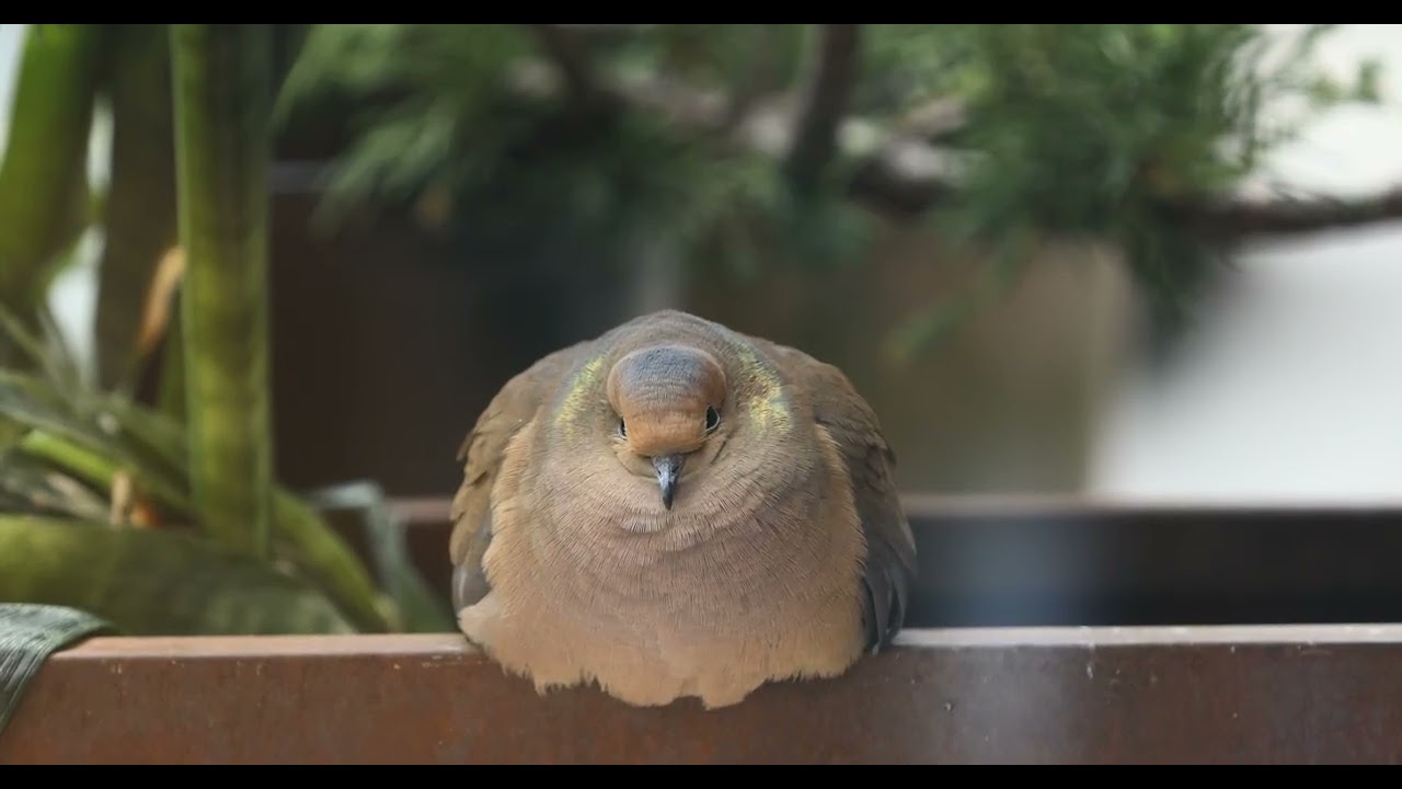 trigger warning: cute agression