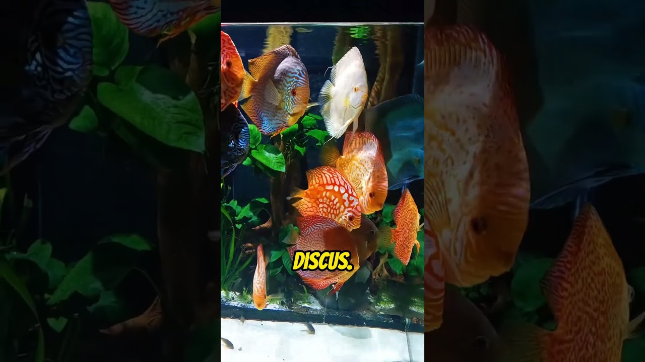 Top 5 Exotic Freshwater Fish for Your Aquarium