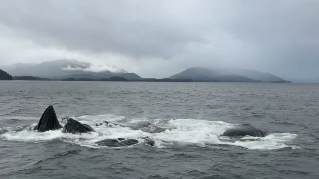 Whale Watching at Icy Strait Point, Alaska