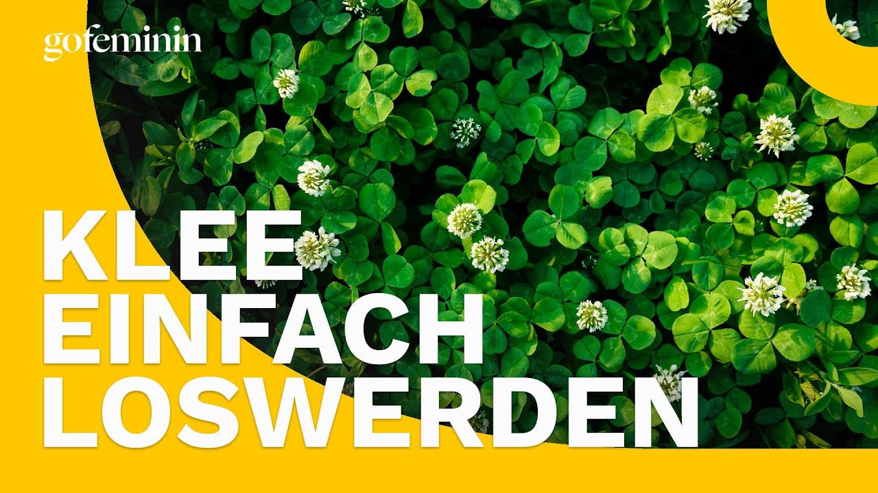 Klee im Rasen: Dieser Trick hilft gegen das Unkraut