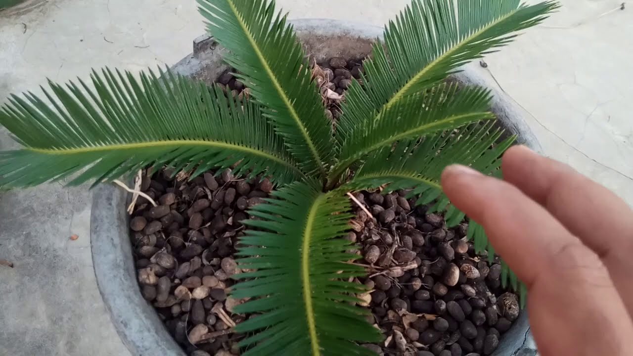 CARA YG AKURAT UNTUK MEMPERPENDEK DAUN SYCAS PAKIS HAJI MAWAR JAMBE.