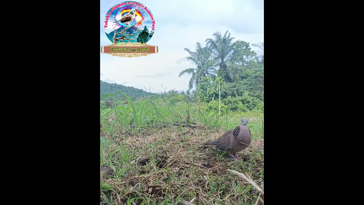 BERHASIL KITA RINGKUS SUARA BESAR KUK2 #derkukutekukurgacor #burunggacor #burung #tapau