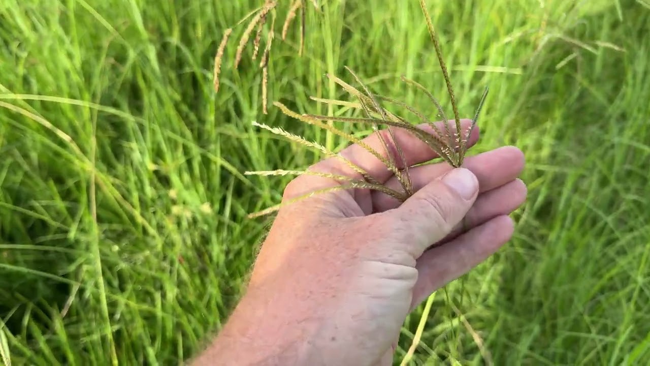 Rhodes Grass on steroids