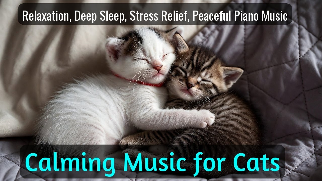 LIVE Adorable Sleeping Kitten for Night Relaxation 🌙 | Season 64