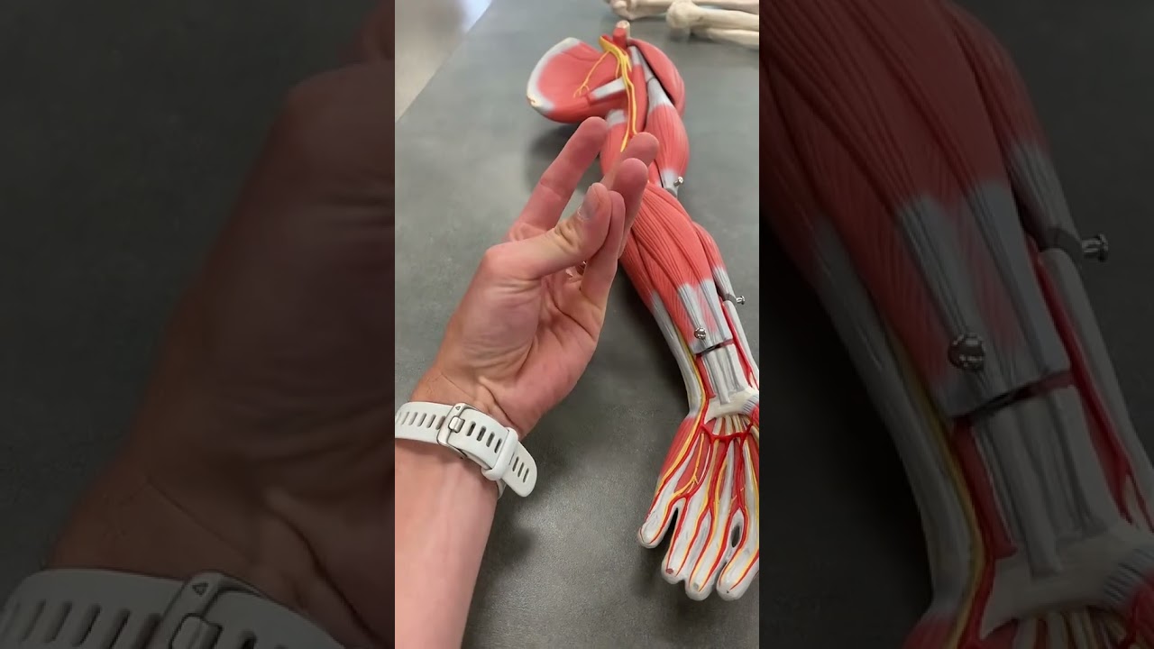 Anterior forearm muscles (superficial and intermediate levels) #anatomy #arm #muscles #armday