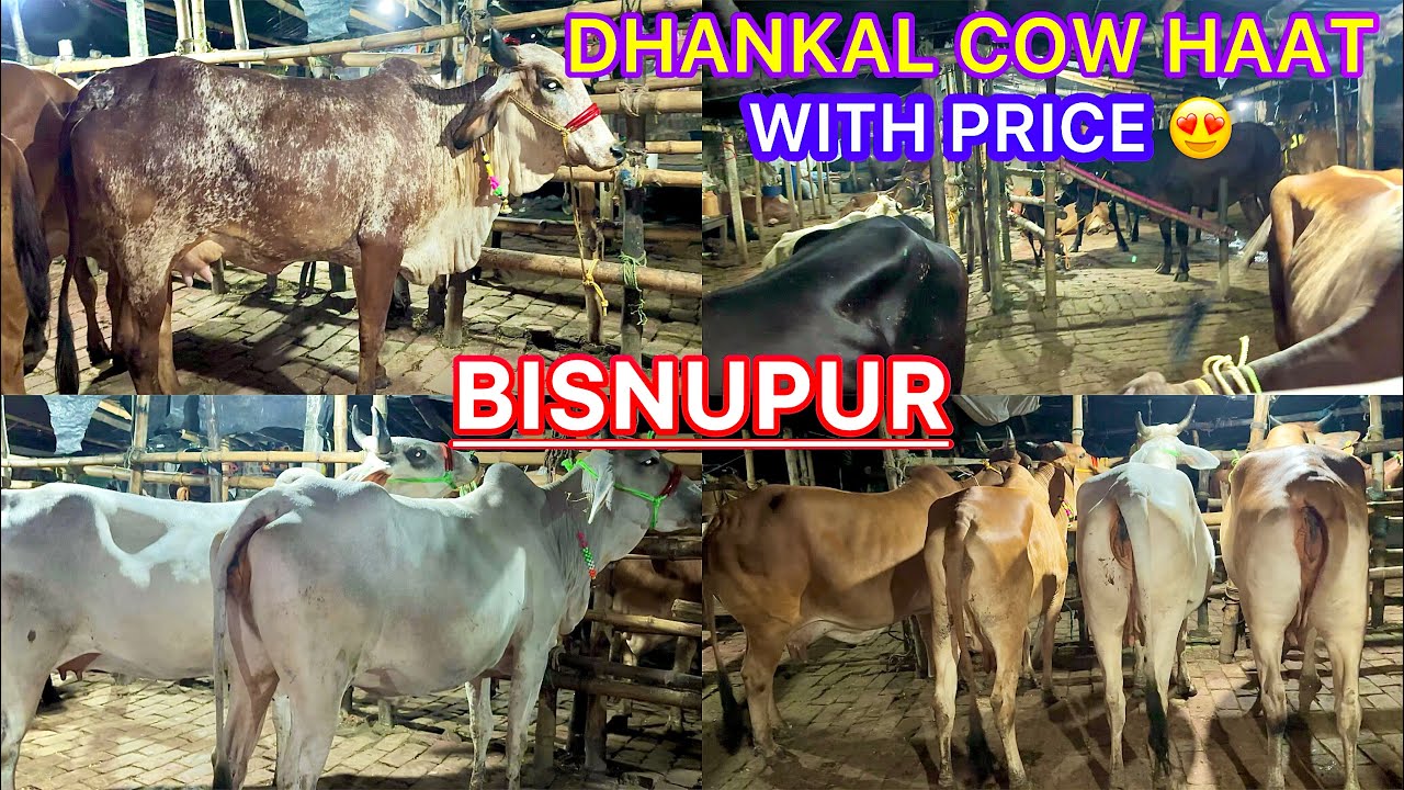 BISNUPUR DHANKAL COW HAAT || WITH PRICE😃 || KOLKATA COW 2026🔥