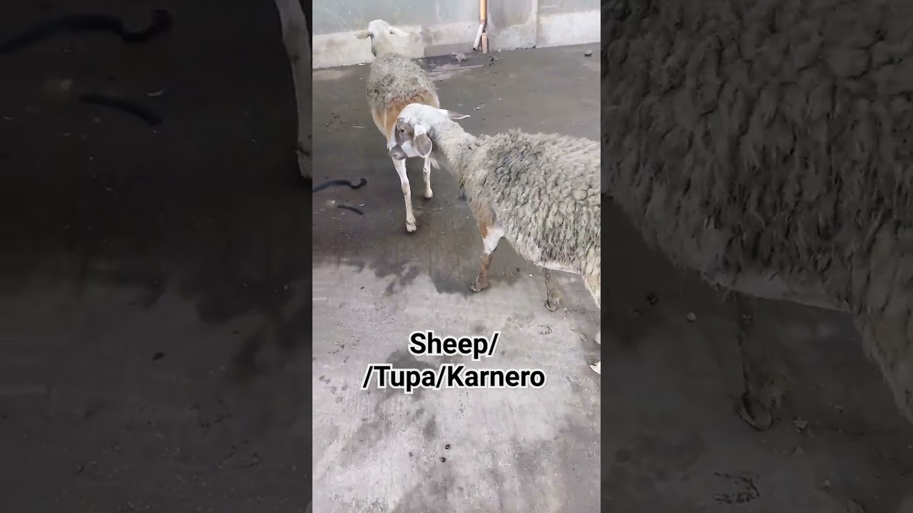 Adorable Sheep|Tupa|Karnero in Iligan City|#Short|Nanaygen