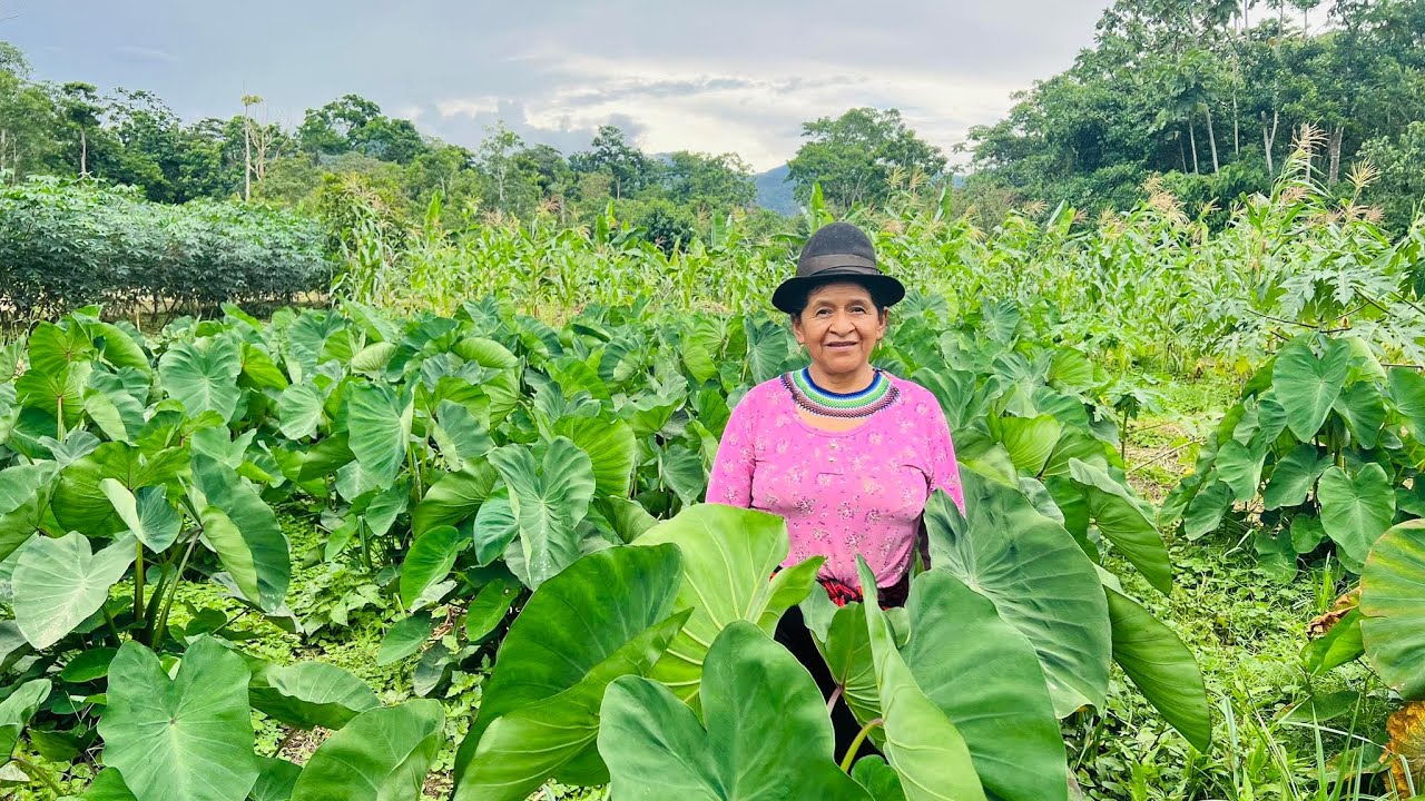 Asi se cultiva la papachina para una buena produccion | Doña Delfina