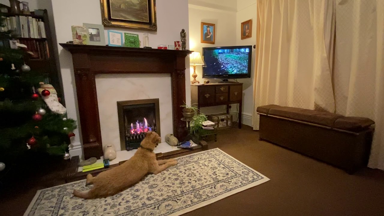 Teddy the terrier sings the Emmerdale theme