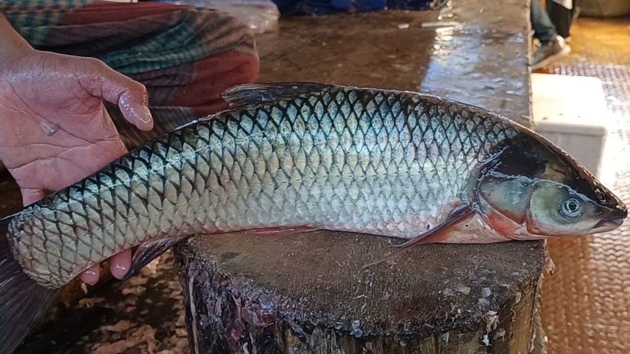 Amazing Fish Cutting Skills Live: KNIFE vs MRIGAL FISH