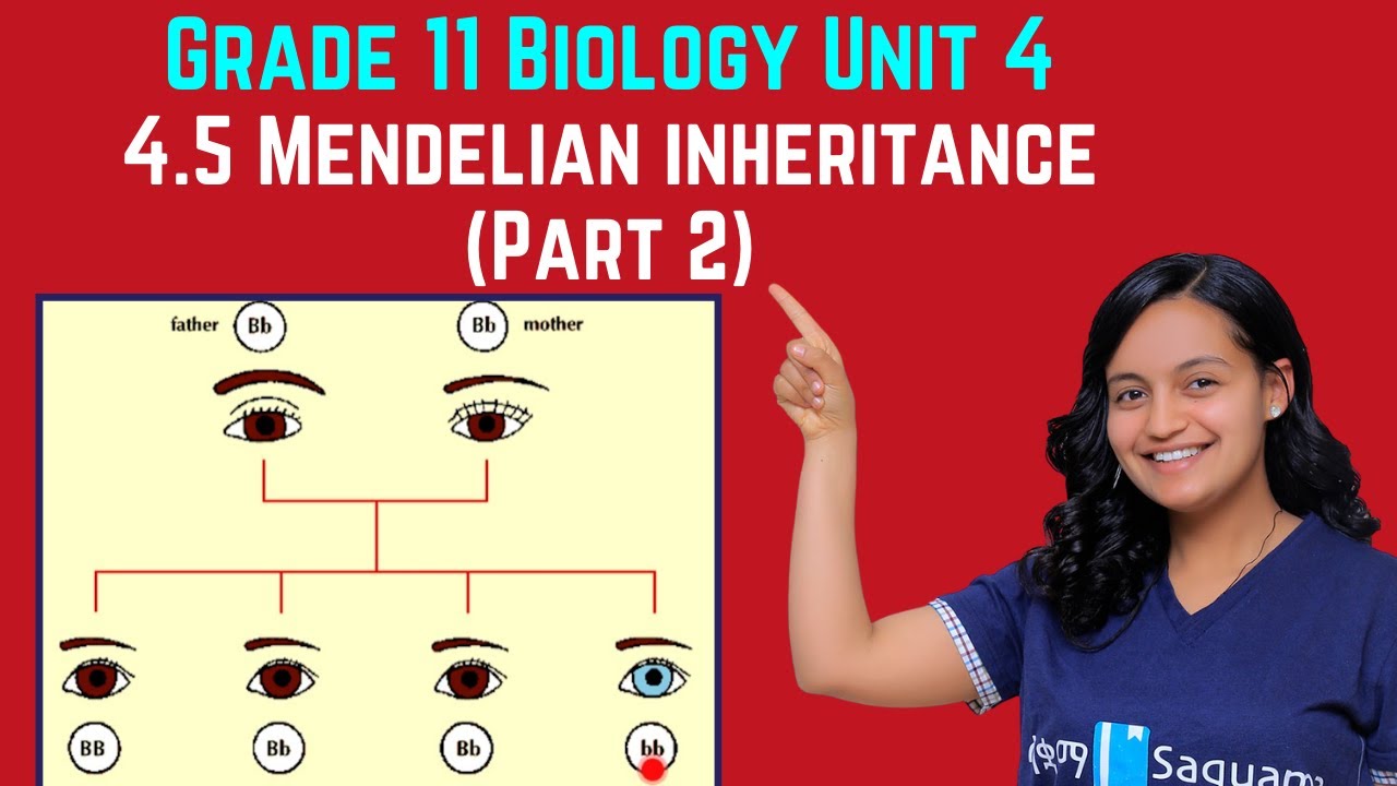 Grade 11 Biology Unit 4: 4.5 Mendelian inheritance (Part 2) | Saquama