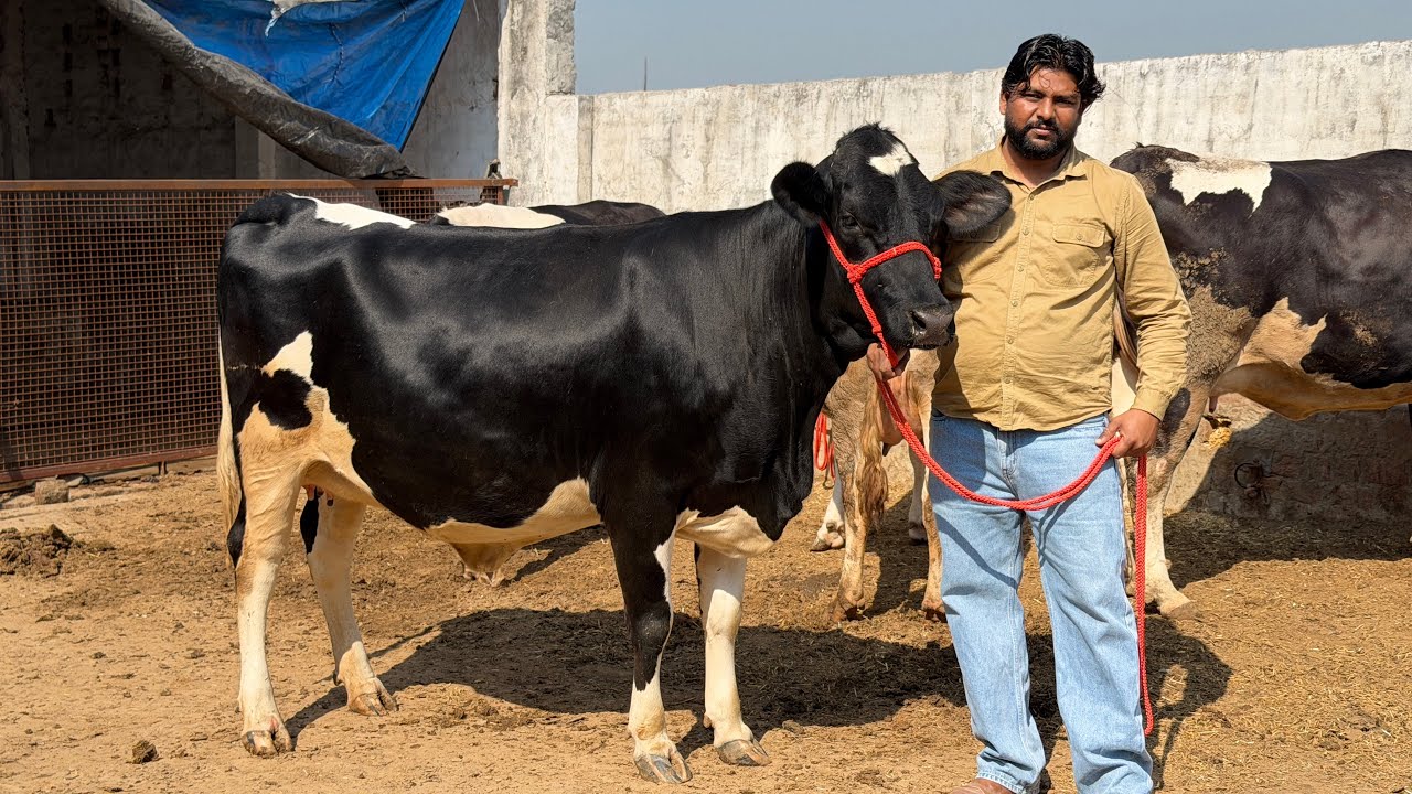 Top quality HF Cows ji Just 90,000 || पंजाब की सबसे सस्ती गए ॥ Hussain Dairy Farm
