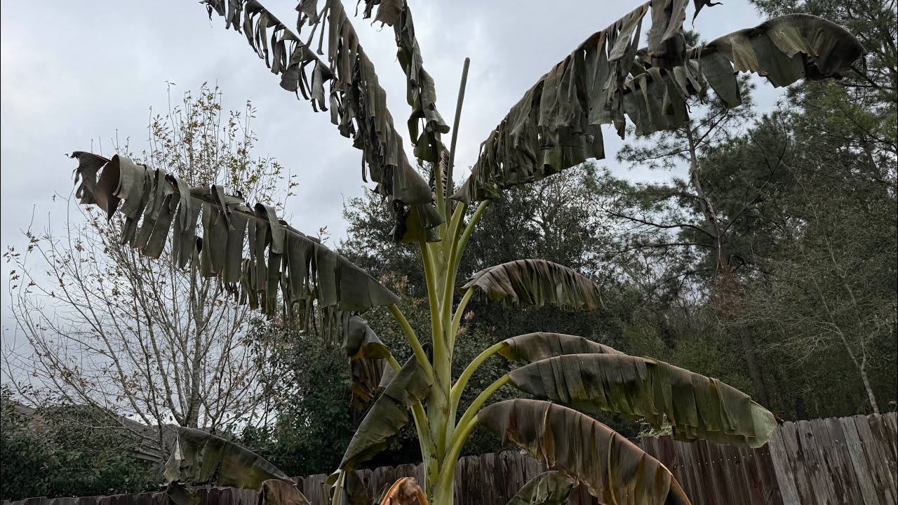 Brutal Winter Garden Update! *Cold Front AFTERMATH* 🥶🌳