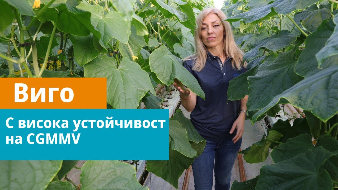 Виго - дълголодна краставица с висока устойчивост на CGMMV