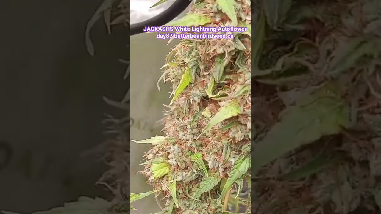 JACKASHS White Lightning Autoflower day 87 butterbeanbirdseed.ca