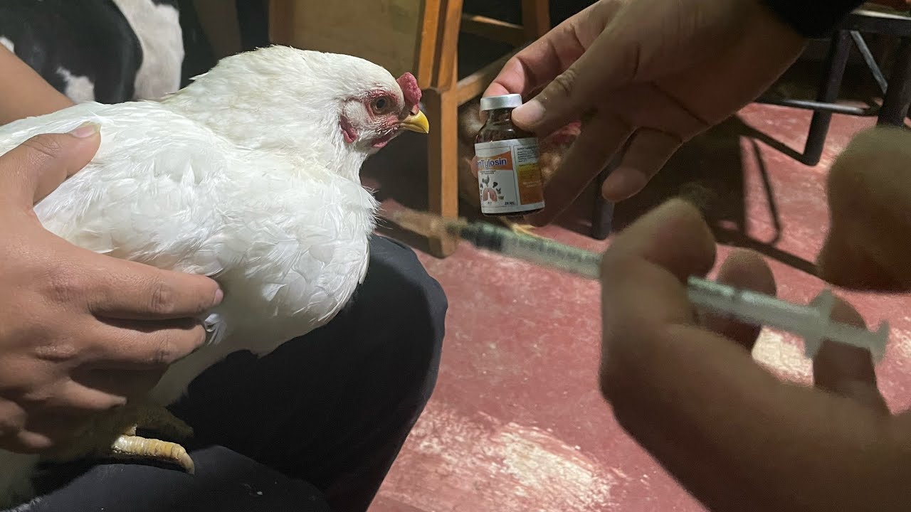 Como vacunar a tus gallinas para la gripe