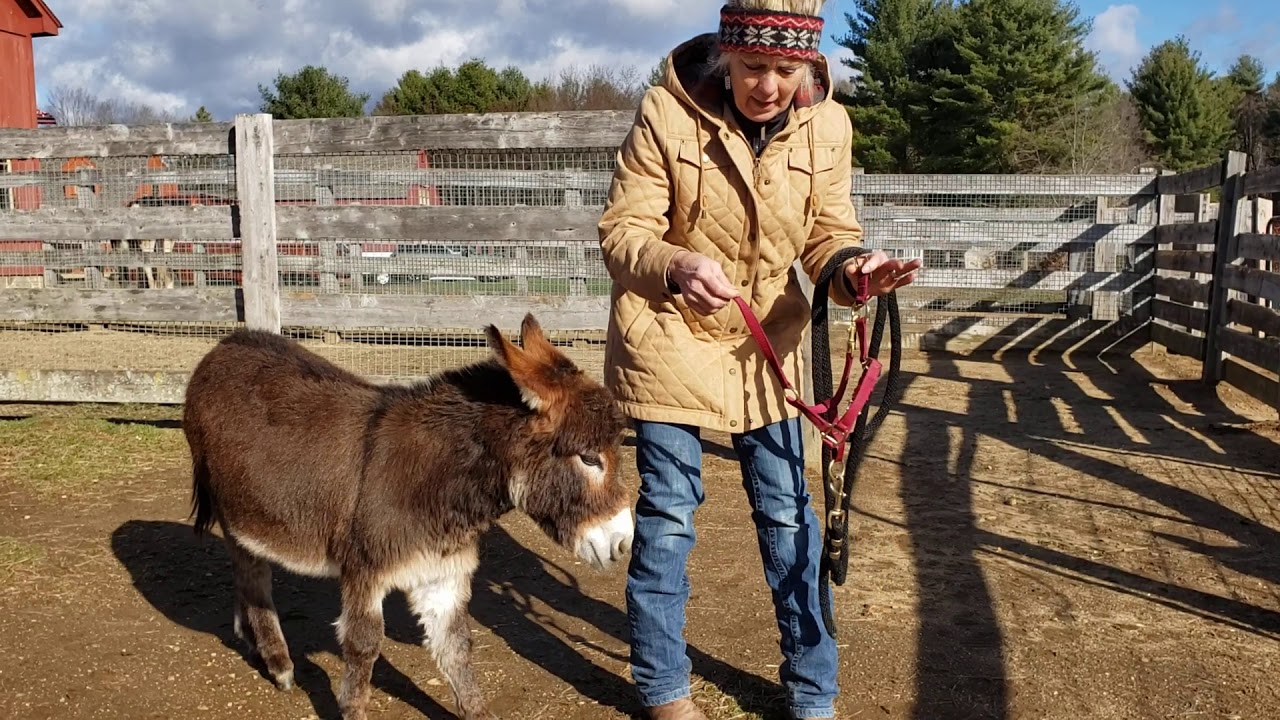 Haltering a Donkey