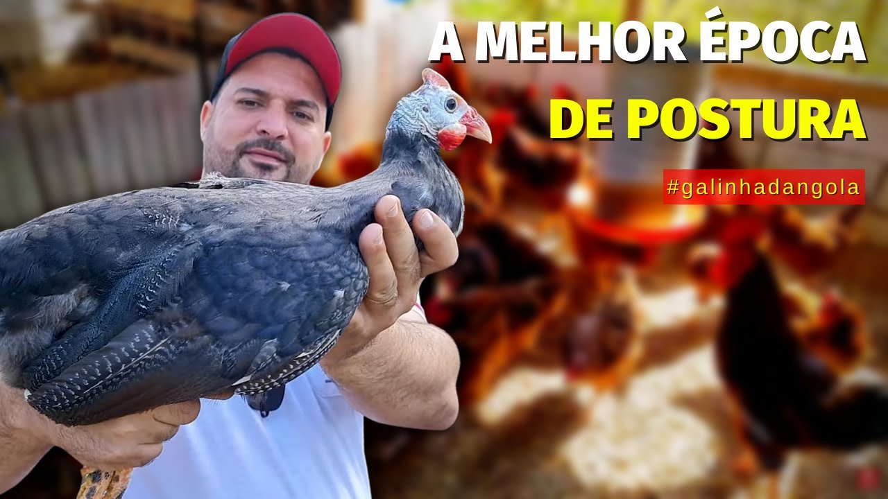 🐓 Eu NUNCA tinha visto esta cor de GALINHA D'ANGOLA. Veja como conseguir ESSA RARIDADADE