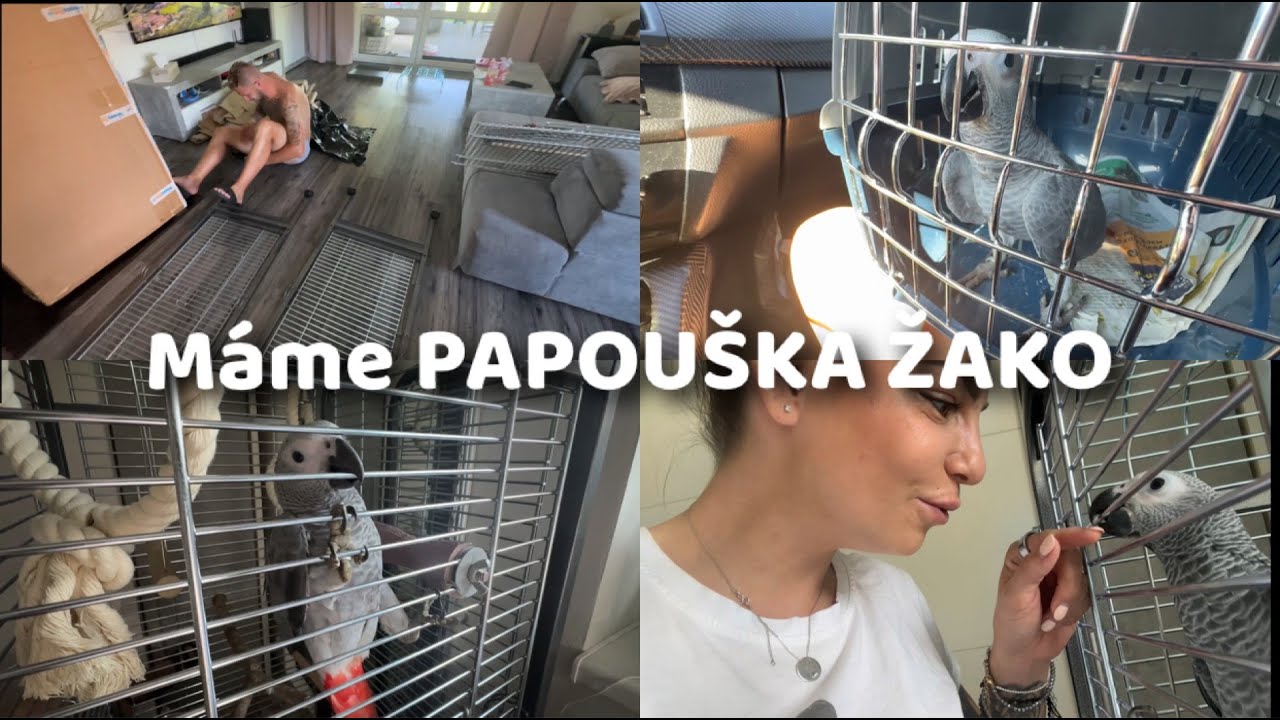 Máme PAPOUŠKA ŽAKO !