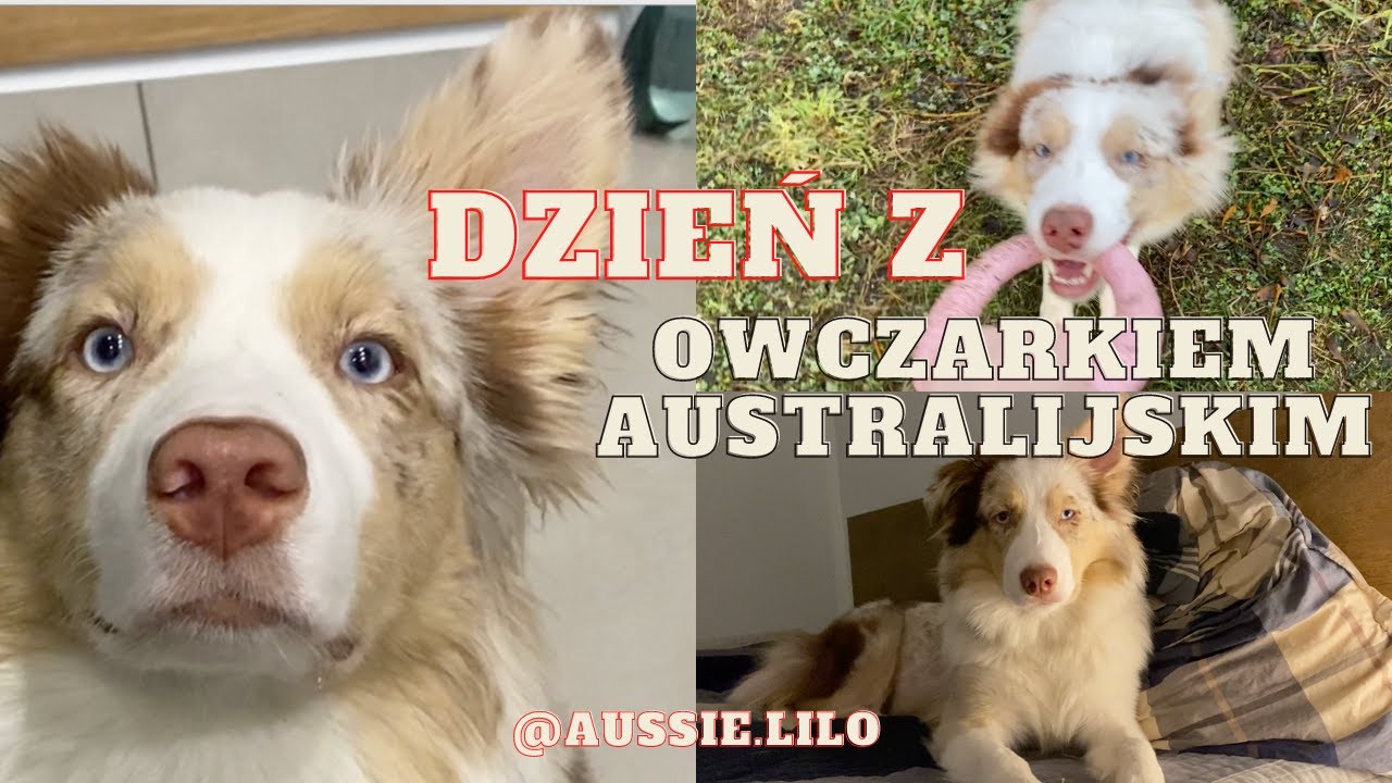 Dzień z owczarkiem australijskim - Aussie Lilo