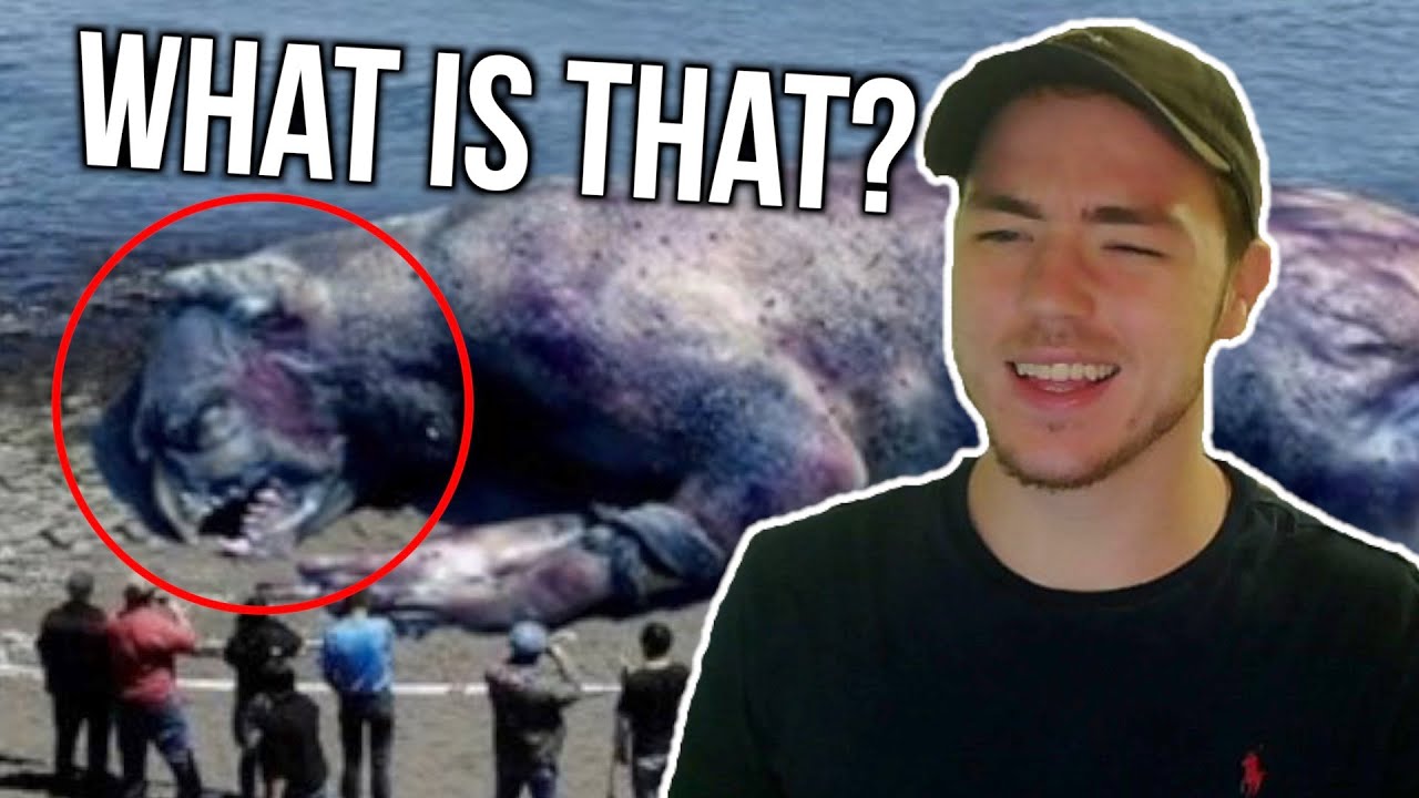 Fish Biologist reacts to 
