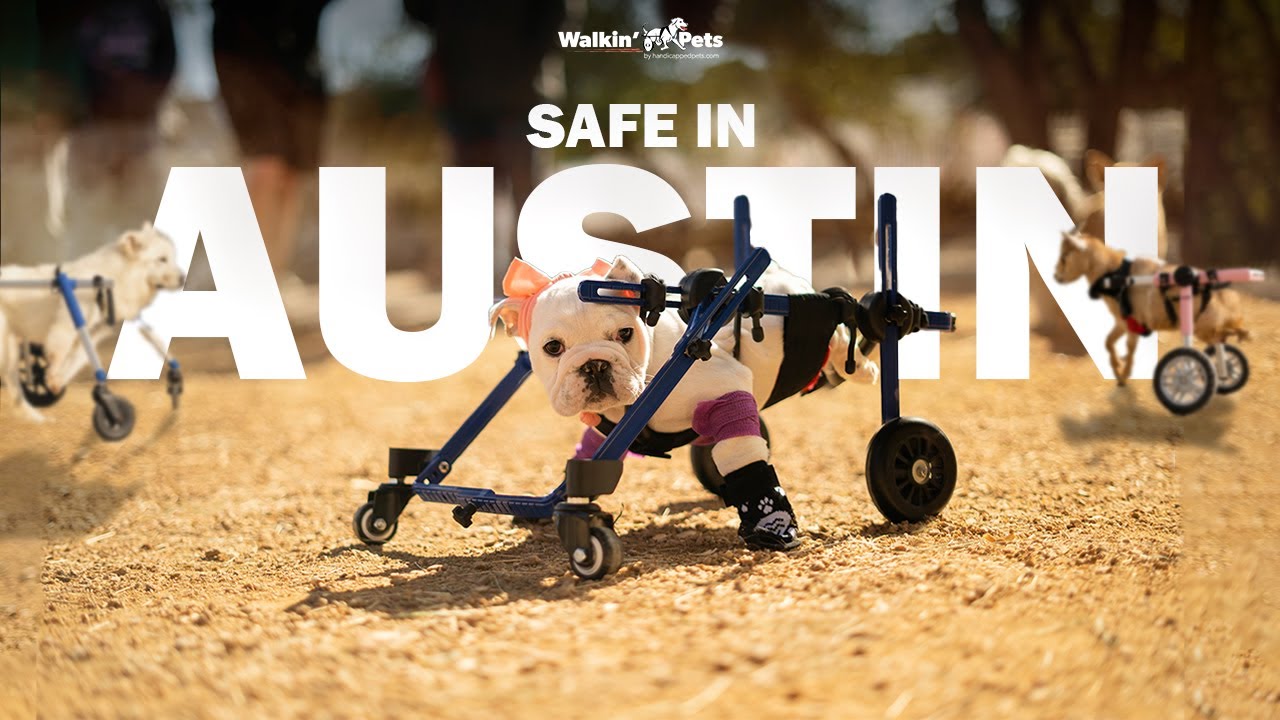 Rescued Animals Rescuing Children - Safe in Austin