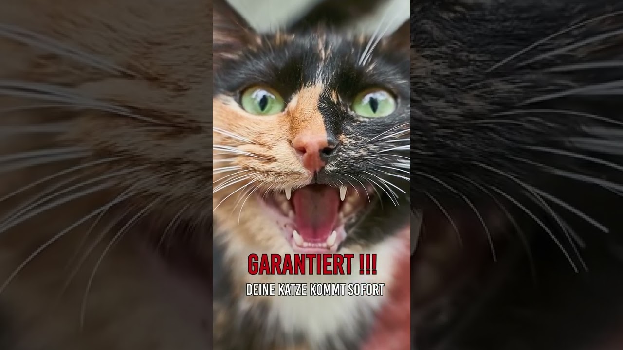 #shorts - Spiele DAS ab - und deine Katze kommt sofort zu dir!