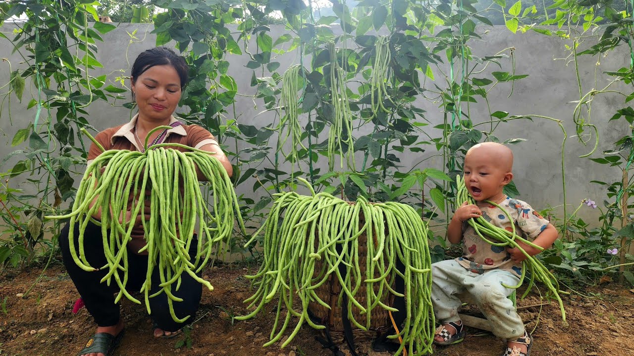 Bao helps his mother harvest green beans to sell at the market - takes care of animals - cooks