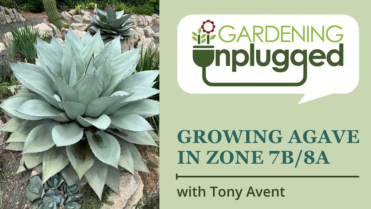 Gardening Unplugged - Growing Agave in the Southeast Zone 7b/8a  with Tony Avent