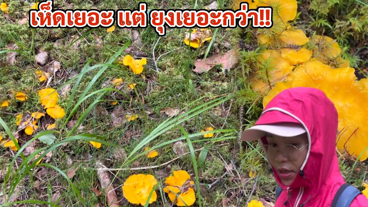Ep52ป่า แถวบ้านที่เช่า มีเห็ดเยอะกว่าที่คิด ไม่เสียดายที่มาพักแถวนี้ หิ้วออกเยอะออกทุกครั้ง#เห็ด