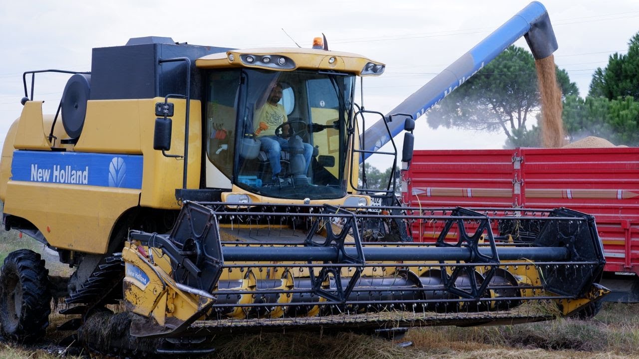NEWHOLLAND CS6050 İLE KUMDA ÇELTİK HARMANI ,RİCE HARVESTİNG ,