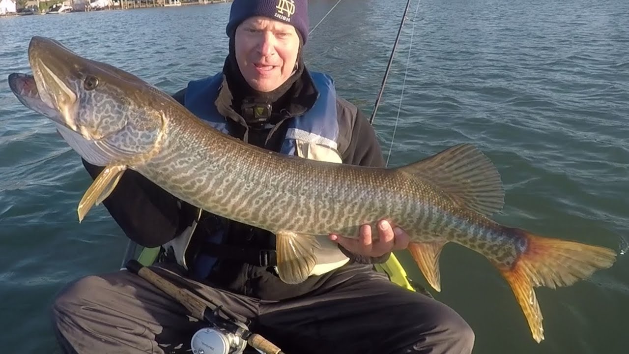 Hobie Kayak Trolling for Tiger Musky Lake St. Clair