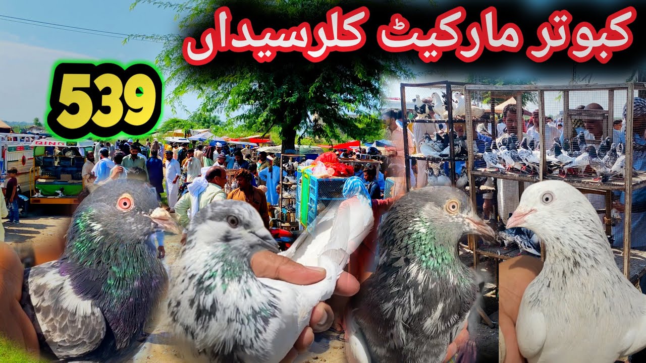 539 | Kallar Syedan Kabootar Mandi Today 25/8/2025 | Latest Update High Flyer Pigeon Market Price 