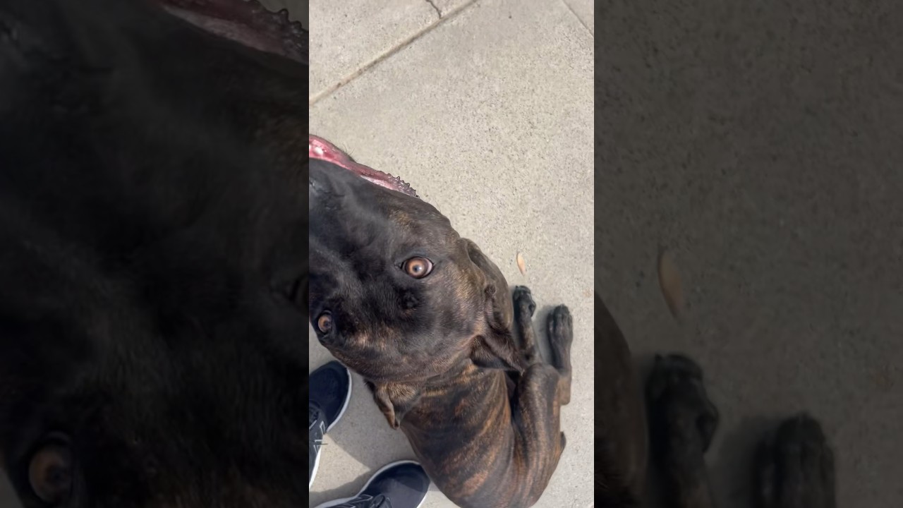 Are all Cane Corso&rsquo;s aggressive? Depends on proper training or not!#canecorsopuppy #puppytraining