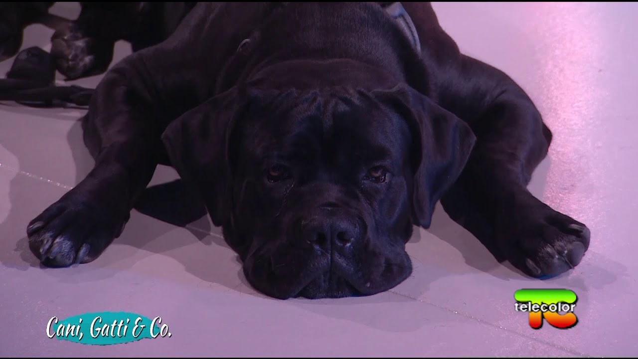 Cani, gatti e compagnia: il Cane Corso e la cristalloterapia per pet 28.03.2022