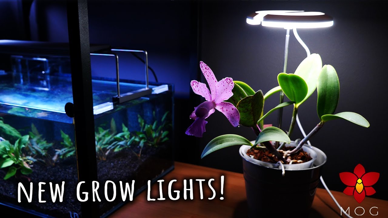 New Orchid grow lights from rePotme! 💡