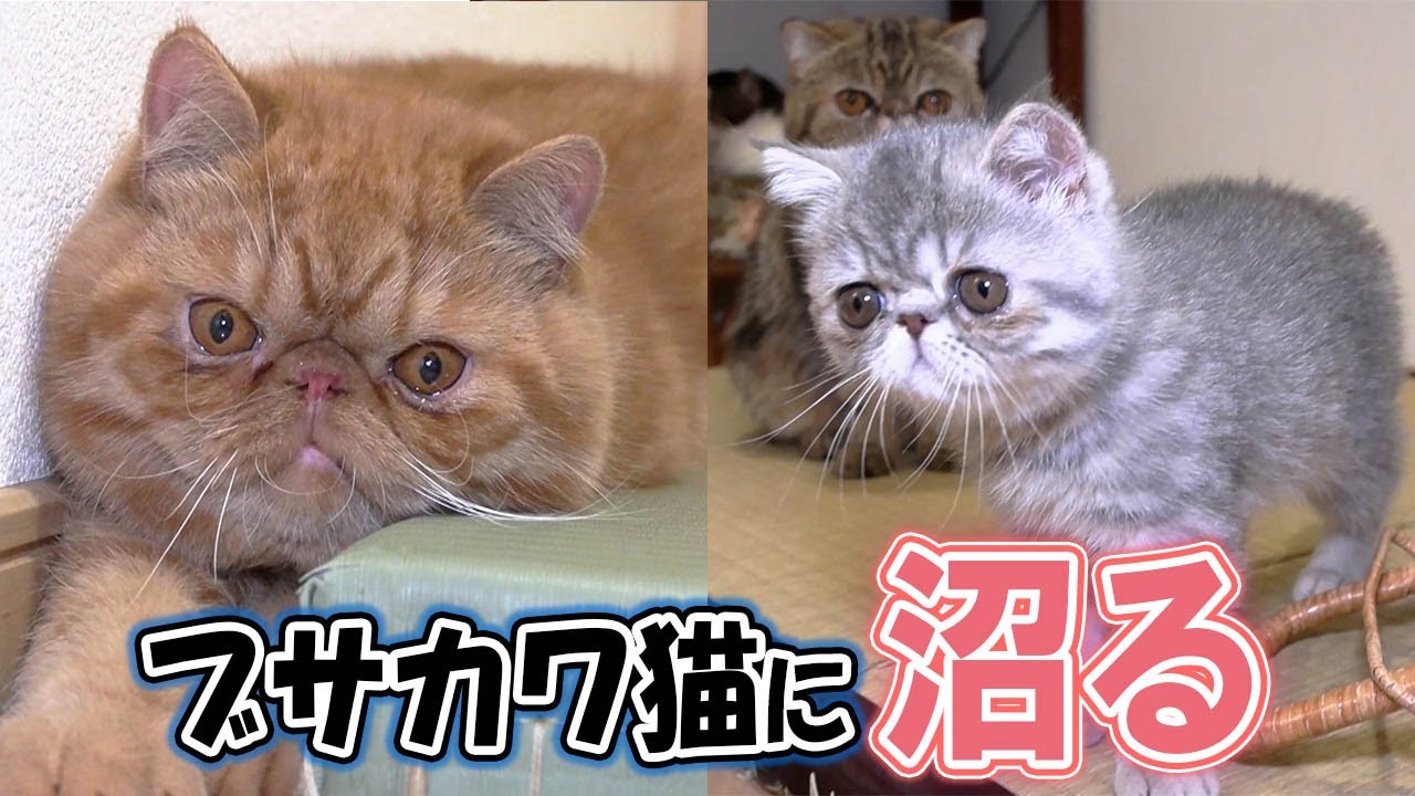 一度ハマったら抜け出せない！ブサカワの魅力を徹底調査！