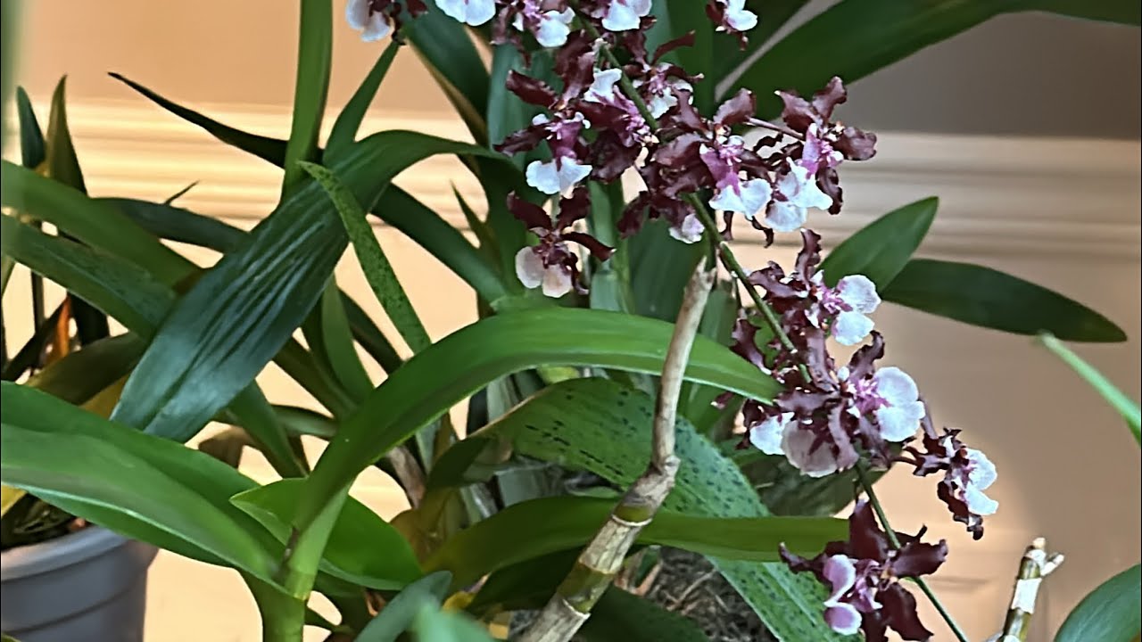 Poda y riego en orquídeas después de 3 meses sin agua