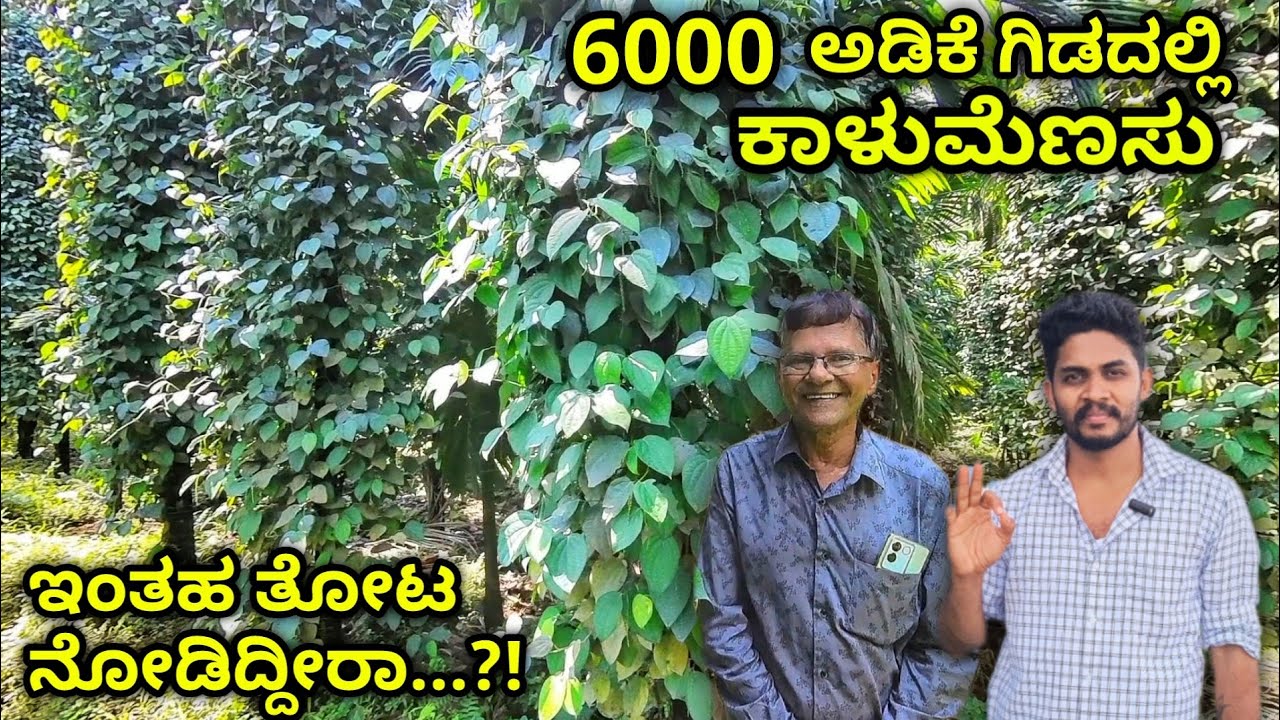 ಅಡಿಕೆ ಜೊತೆ ಅದ್ಭುತ ಕಾಳುಮೆಣಸು ಕೃಷಿ. ಭರ್ಜರಿ ಇಳುವರಿ. Black pepper farming