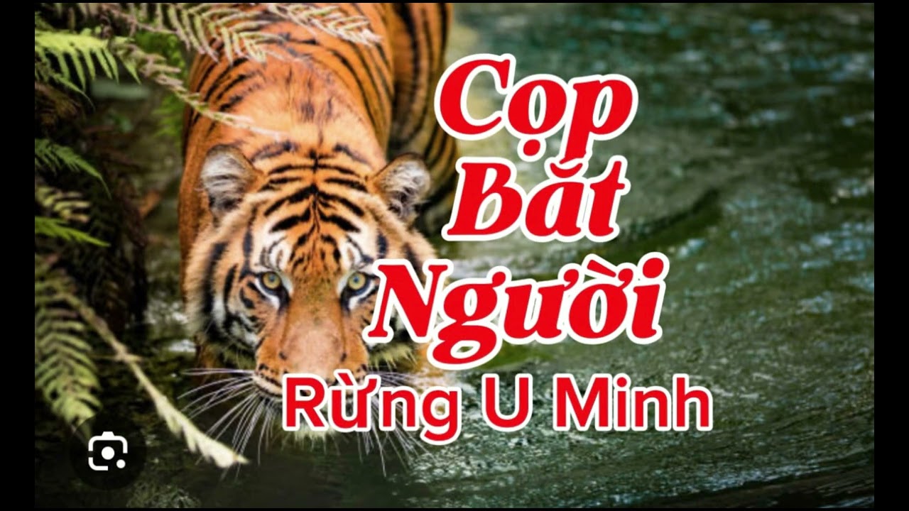 CỌP BẮT NGƯỜI RỪNG U MINH | Lê Anh diễn đọc 