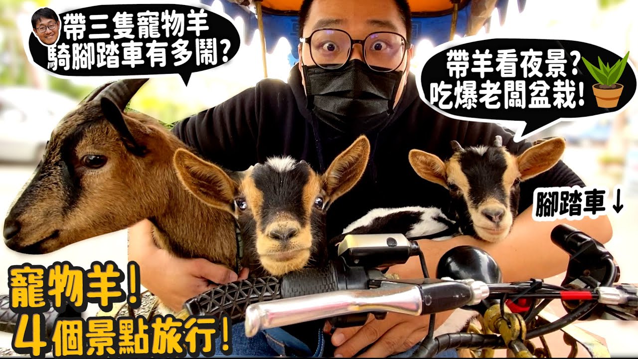 【寵物旅行】跟德爺帶三隻羊騎腳踏車有多鬧?帶羊看夜景?吃爆老闆盆栽?羊四個景點旅行!【許伯簡芝】西非侏儒山羊!goat!FT.MILO美祿