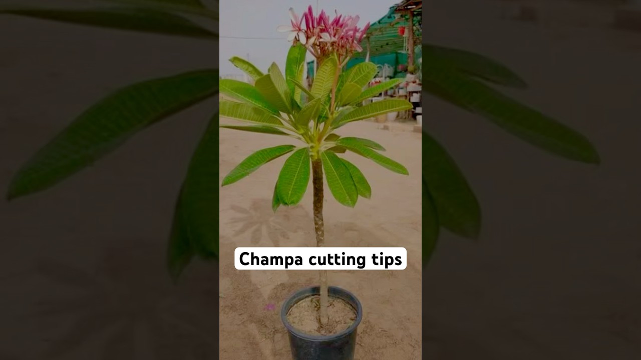 Champa ka paudha cutting se kaise taiyar kare | #champa #plumeria #plumeriasoil #soil #plant