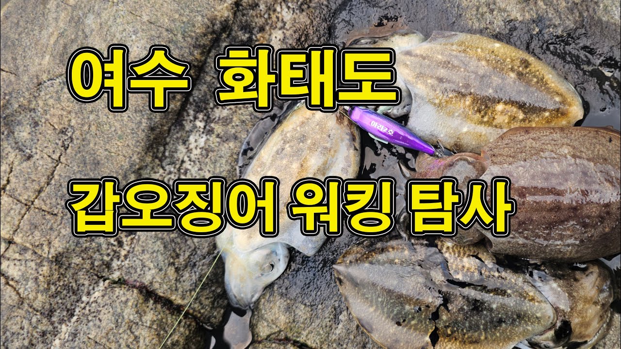 여수 화태도, 갑오징어 워킹 탐사(10월22일)!!
