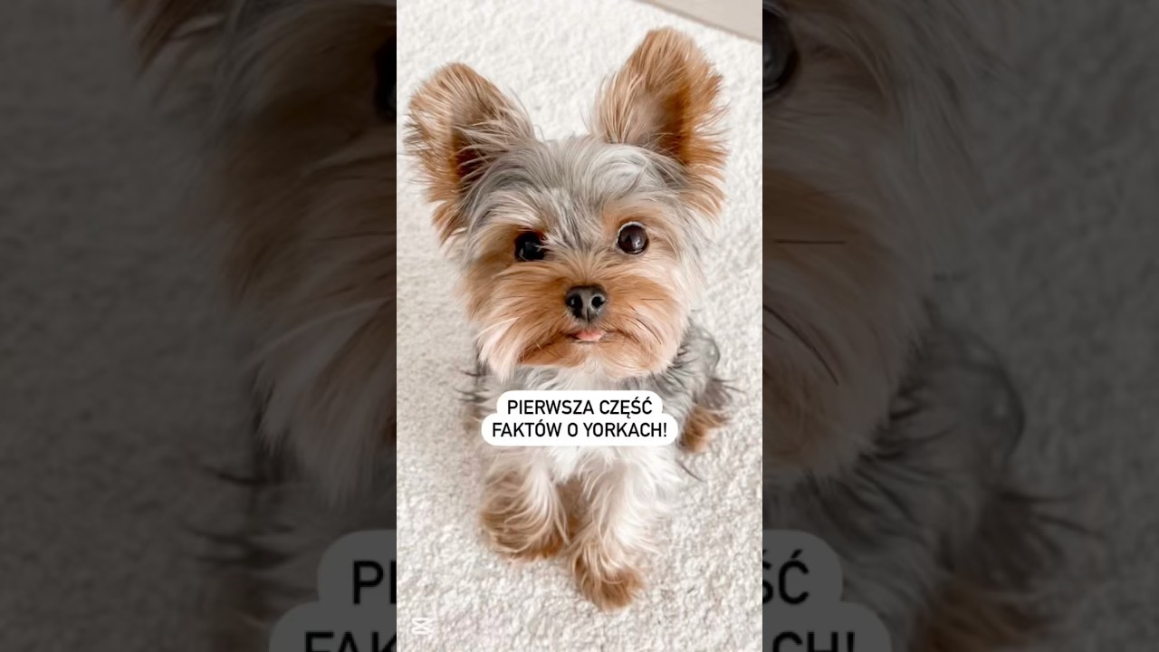 Oto pierwsza część fakt&oacute;w o yorkach!Zgadzacie się z wymienionymi faktami? #yorkshireterrier #pies