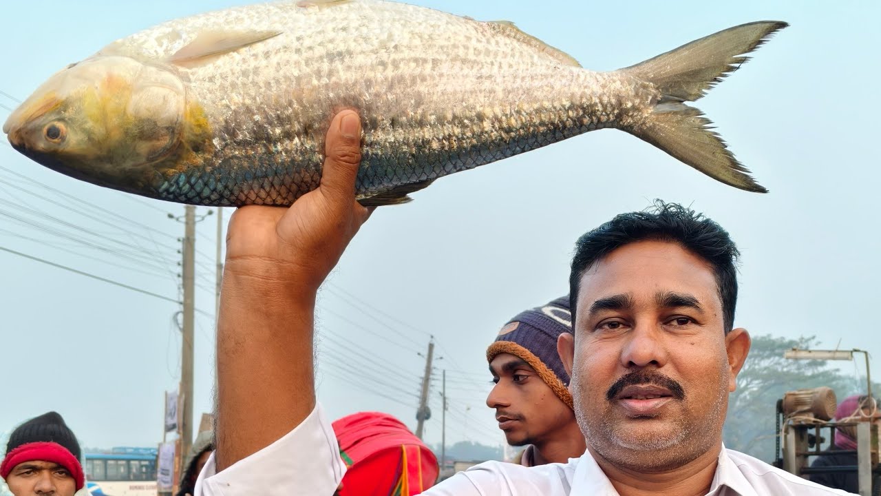 শাকিল সোহান মৎস্য আড়ৎ  is live!..Fish Gallary, Need.01712-293380