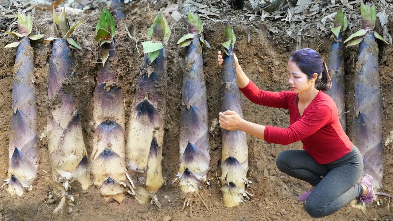 Harvesting Young Bamboo Shoots Underground in Forest Goes To Market Sell - Hometown Agricultural