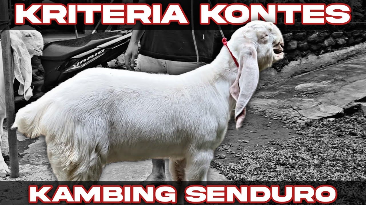 BIBITAN KAMBING SENDURO DIKANDANG MAS TEGAR 24FARM 