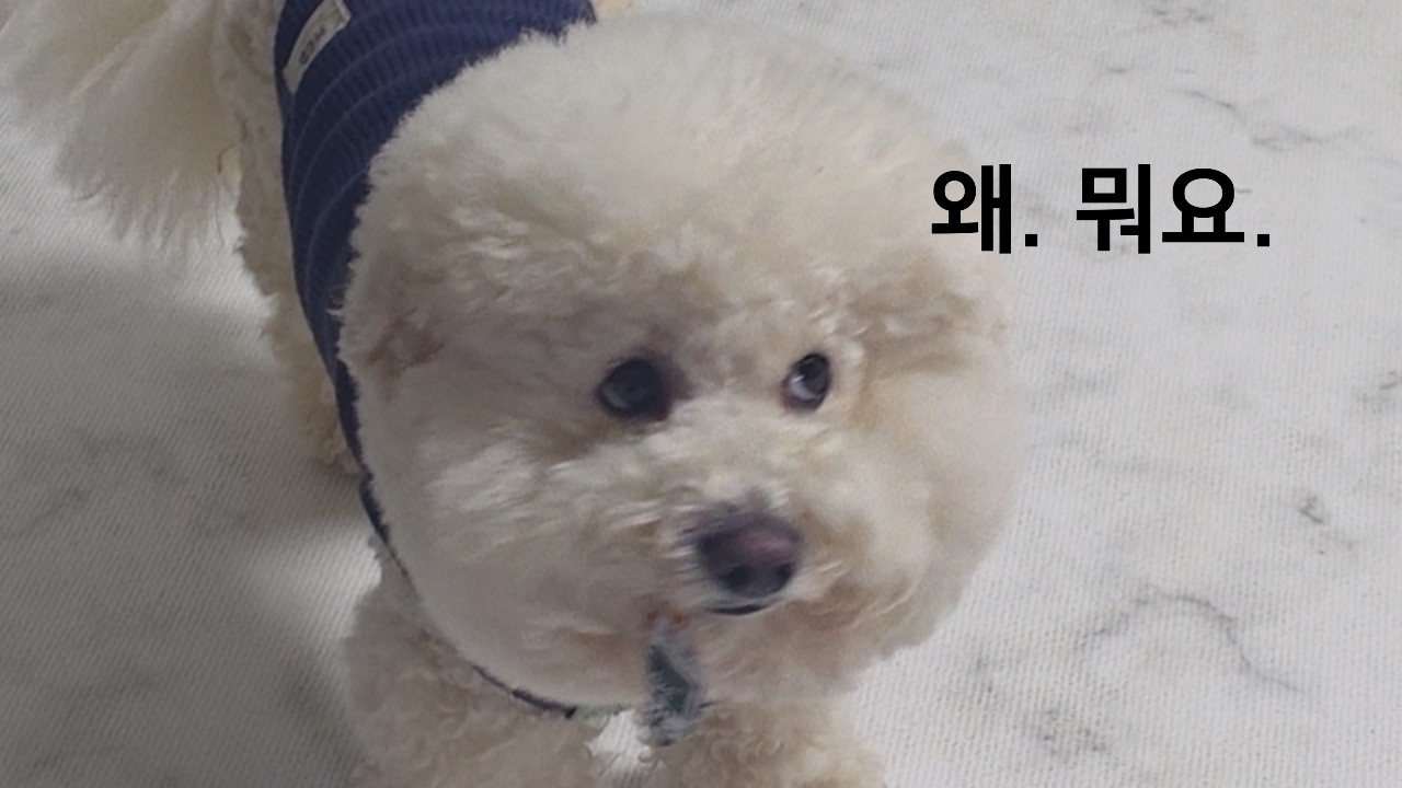 분노조절장애견과 어쩔티비견